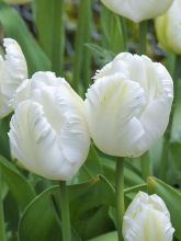 Tulipe perroquet 'White Parrot'