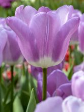 Tulipe triomphe 'Magic Lavender'
