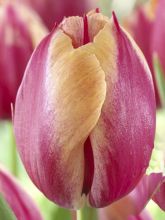 Tulipe de Darwin 'Augusta Taurinorum'