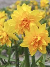 Narcisse à fleurs doubles 'Tête blouclé'