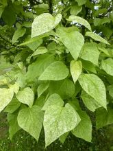 Catalpa speciosa Pulverulenta - Catalpa élégant