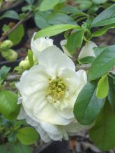 Cognassier du Japon - Chaenomeles speciosa Yukigoten