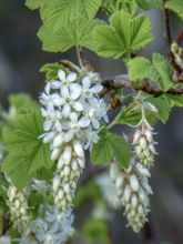 Ribes sanguineum White Icicle - Groseillier à fleurs blanches