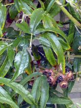 Rubus henryi bambusarum - Ronce de Henry à feuilles de bambou 