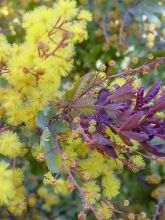 Acacia baileyana Purpurea - Mimosa de Bailey pourpre.