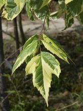 Érable à feuille de frêne panaché - Acer negundo Aureovariegatum