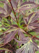 Érable du Japon Manyo-No-Sato - Acer palmatum