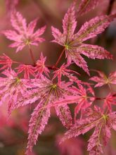 Érable du Japon Phoenix - Acer palmatum