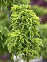 Erable du Japon - Acer palmatum Shishigashira