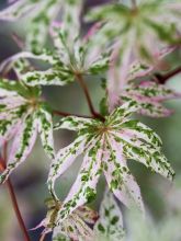 Erable du Japon - Acer palmatum Ukigumo