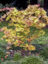 Erable du Japon - Acer shirasawanum Autumn moon