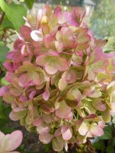 Hortensia - Hydrangea paniculata Pastelgreen ® Rencolor