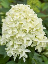 Hortensia - Hydrangea paniculata Skyfall