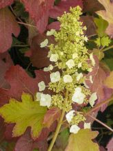 Hortensia à feuilles de chêne - Hydrangea quercifolia Burgundy