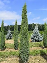 Genévrier de Suède - Juniperus communis Suecica