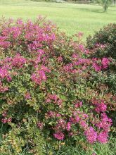 Lagerstroemia indica Houston - Lilas des Indes