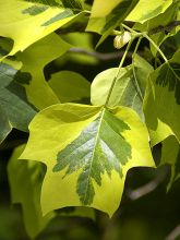 Liriodendron tulipifera Aureomarginatum - Tulipier de Virginie