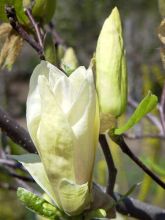 Magnolia Yellow Lantern