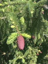 Picea abies Acrocona - Epicea commun                          