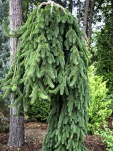 Picea abies Frohburg - Epicea pleureur                           