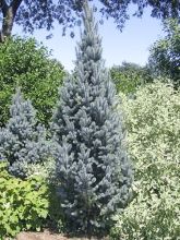 Picea pungens Iseli Fastigiate - Epicea bleu                  