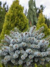 Picea sitchensis Rom - Epicea de Sitka                            