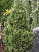 Pinus mugo Green Column - Pin de montagne                         