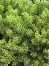Pinus mugo Lilliput - Pin de montagne                             