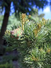 Pinus parviflora Beran - Pin blanc du Japon                          