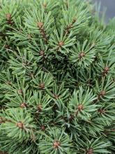 Pinus sylvestris Doone Valley - Pin sylvestre nain                  