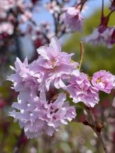 Cerisier à fleurs du Japon nain - Prunus incisa Oshidori.