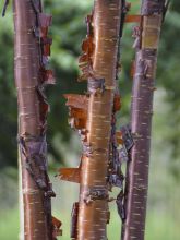 Cerisier du Tibet 'Branklyn'