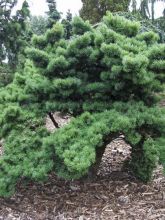 Pseudotsuga menziesii Pannenhoef - Douglas - Pin de l'Oregon               