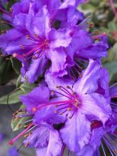 Rhododendron nain 'Blue Silver'