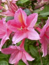 Azalée de Chine Jolie Madame - Rhododendron hybride