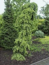 Tsuga canadensis Pendula - Pruche du Canada                       