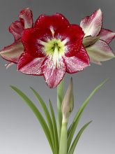 Amaryllis Flamenco Queen - Hippeastrum