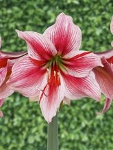 Amaryllis Gervase - Hippeastrum