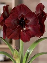 Amaryllis Grand Diva - Hippeastrum rouge bourgogne foncé.