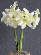 Amaryllis Double Ice Queen