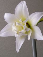 Amaryllis Jewel - Hippeastrum Jewel