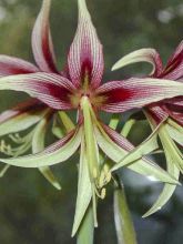 Amaryllis Lima