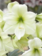 Amaryllis Luna - Hippeastrum ivoire