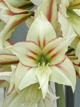 Amaryllis Magic Green