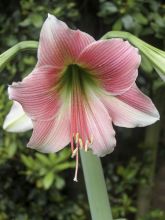 Amaryllis Misty - Hippeastrum blanc et rose veiné de rose soutenu.