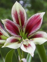 Amaryllis Papilio