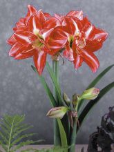 Amaryllis Pasadena