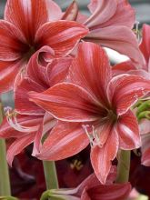 Amaryllis Pyjama Party - Hippeastrum nain rose-rouge strié de blanc.