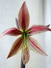 Amaryllis Rio Negro - Hippeastrum