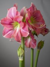 Amaryllis Rosalie - Hippeastrum rose saumon et blanc, gorge verte.